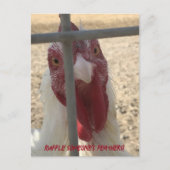 Ruffle Jones Feathers Chicken Card Postkarte (Vorderseite)