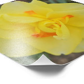Ruffled Daffodil Fotodruck (Ecke)
