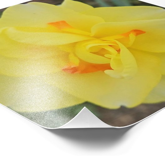 Ruffled Daffodil Fotodruck (Ecke)
