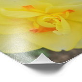 Ruffled Daffodil Fotodruck (Ecke)