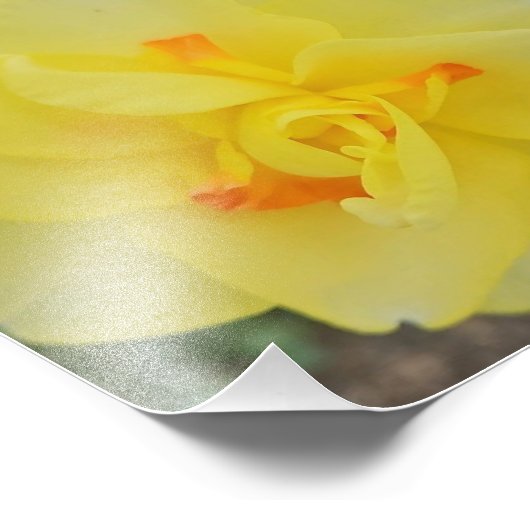 Ruffled Daffodil Fotodruck (Ecke)
