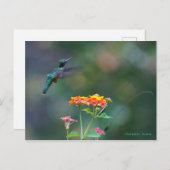 Ruffled Feathers ~ Hummingbird fliegen Postkarte (Vorne/Hinten)