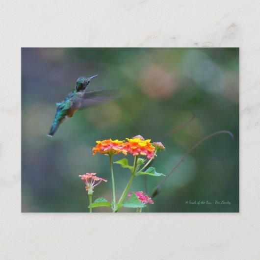 Ruffled Feathers ~ Hummingbird fliegen Postkarte (Vorderseite)