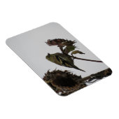 Ruffled Goldfinch über Sonnenblumen Magnet (Rechte Seite)