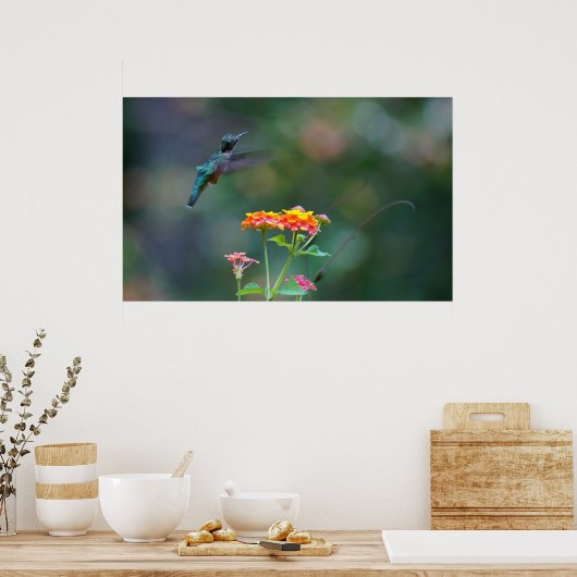 Ruffled Hummer Poster (Küche)