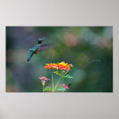 Ruffled Hummer Poster (Vorne)