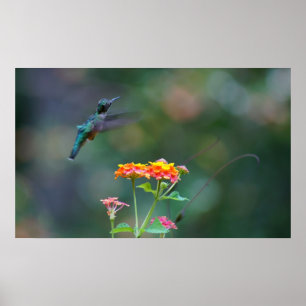 Ruffled Hummer Poster