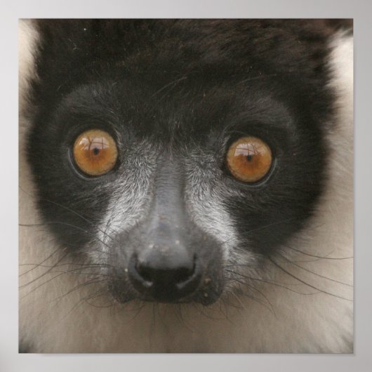 Ruffled Lemur Posters Poster (Vorne)