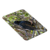 Ruffled Starling Magnet (Rechte Seite)