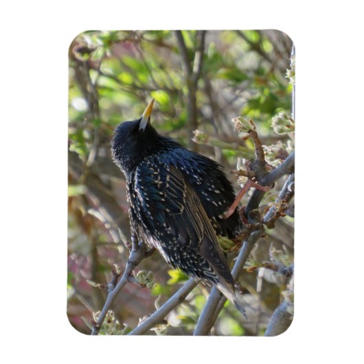 Ruffled Starling Magnet (Vertikal)
