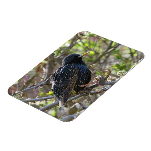 Ruffled Starling Magnet (Linke Seite)