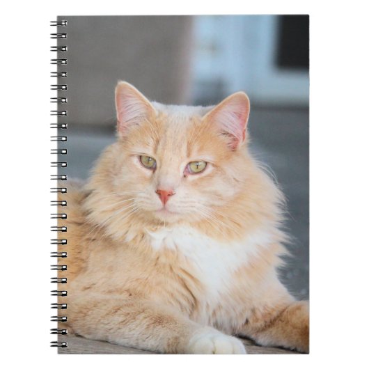 Ruffles Notizblock (Vorderseite)