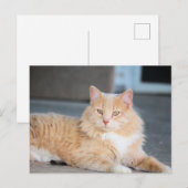 Ruffles Postkarte (Vorne/Hinten)