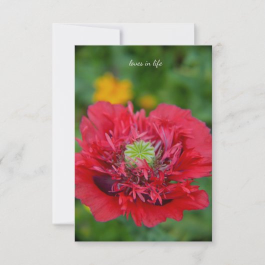 Ruffly Red Poppy Mitteilungskarte (Vorderseite)
