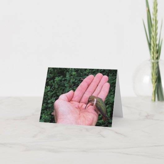 Rufous/Allens Kolibri • Joe Sweeney - Karte (Vorderseite)