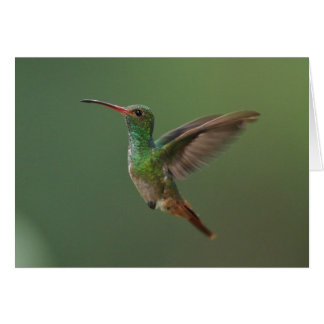 Rufous-angebundener Kolibri