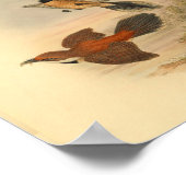 Rufous Fantail Red Flycatcher Bird Vintag Print Poster (Ecke)