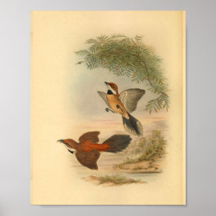 Rufous Fantail Red Flycatcher Bird Vintag Print Poster