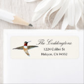 Rufous Hummingbird (Insitu)