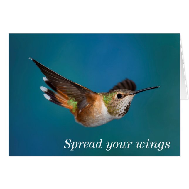 Rufous Hummingbird (Vorderseite (Horizontal))