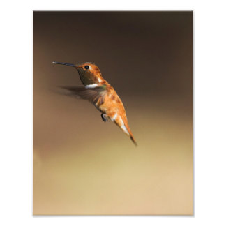 Rufous Hummingbird auf dem Flug Fotodruck