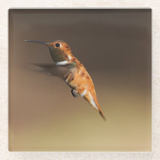 Rufous Hummingbird auf dem Flug Glasuntersetzer (Vorderseite)