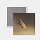 Rufous Hummingbird auf dem Flug Magnet (Vorderseite/Rückseite)