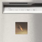 Rufous Hummingbird auf dem Flug Magnet (In Situ (Geschirrspüler))