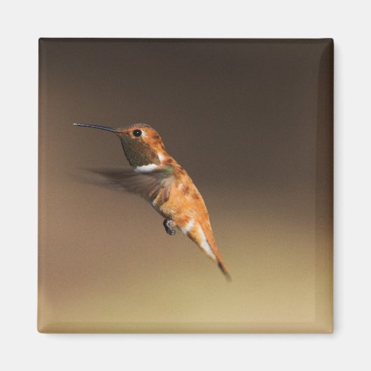 Rufous Hummingbird auf dem Flug Magnet (Vorne)