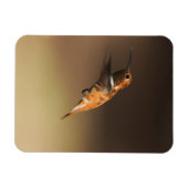 Rufous Hummingbird auf dem Flug Magnet (Horizontal)