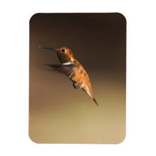 Rufous Hummingbird auf dem Flug Magnet