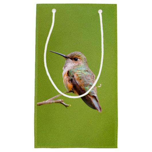 Rufous Hummingbird auf der Zweigstelle Kalifornien Kleine Geschenktüte (Vorderseite)