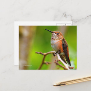 Rufous Hummingbird auf Pflaumenbaum Postkarte