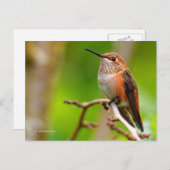 Rufous Hummingbird auf Pflaumenbaum Postkarte (Vorne/Hinten)