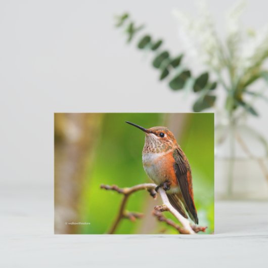 Rufous Hummingbird auf Pflaumenbaum Postkarte (Stehend Vorderseite)