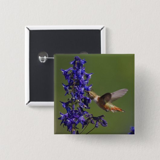 Rufous Hummingbird Button (Vorne & Hinten)