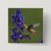 Rufous Hummingbird Button (Vorderseite)