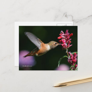 Rufous Hummingbird Drinking Anise Hyssop Nectar Postkarte