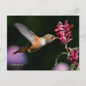 Rufous Hummingbird Drinking Anise Hyssop Nectar Postkarte (Vorderseite)