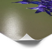 Rufous Hummingbird Fotodruck (Ecke)