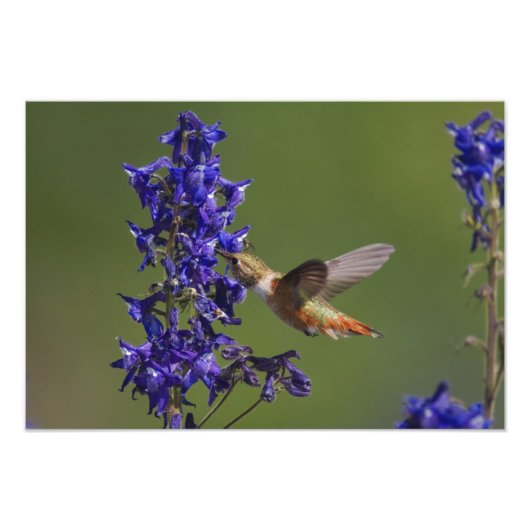 Rufous Hummingbird Fotodruck (Vorne)