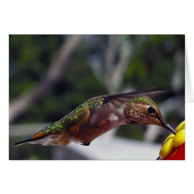 Rufous Hummingbird - Fotokarten (Vorderseite (Horizontal))