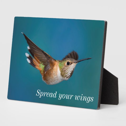 Rufous Hummingbird Fotoplatte (Seite)