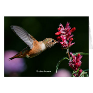 Rufous Hummingbird Füttre auf der Anise Hyssop