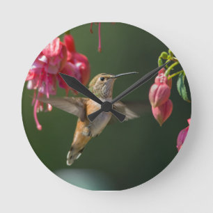 Rufous Hummingbird füttre auf einer Fuchsia Runde Wanduhr