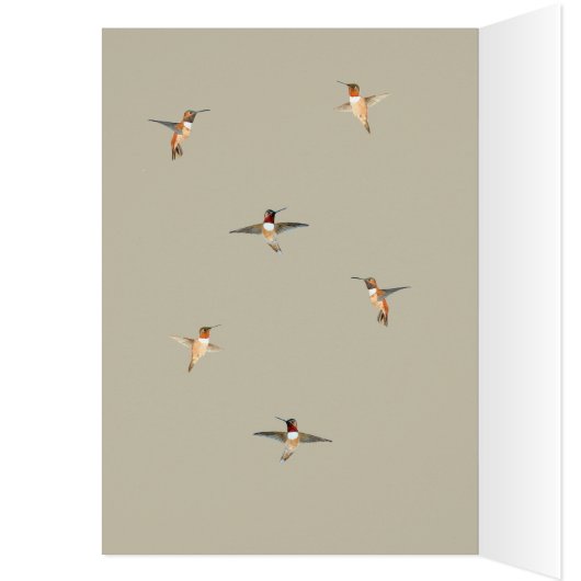Rufous Hummingbird Geburtstagskarte (Innen (Links))