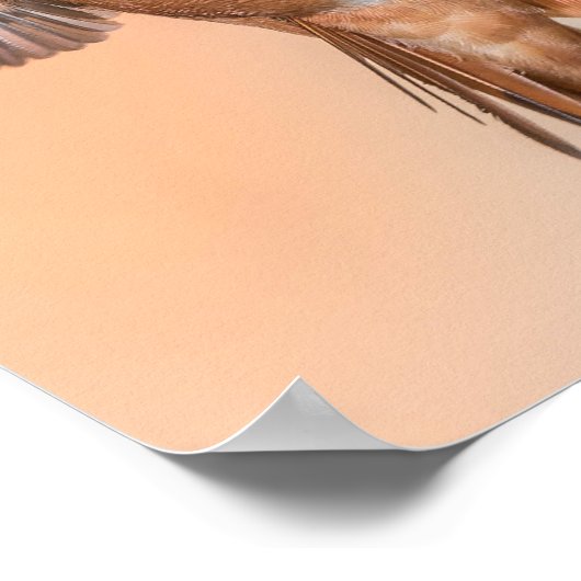 Rufous Hummingbird in einer Atemberaubenden Pose Poster (Ecke)