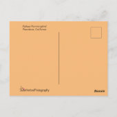 Rufous Hummingbird in einer Atemberaubenden Pose Postkarte (Rückseite)