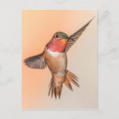 Rufous Hummingbird in einer Atemberaubenden Pose Postkarte (Vorderseite)