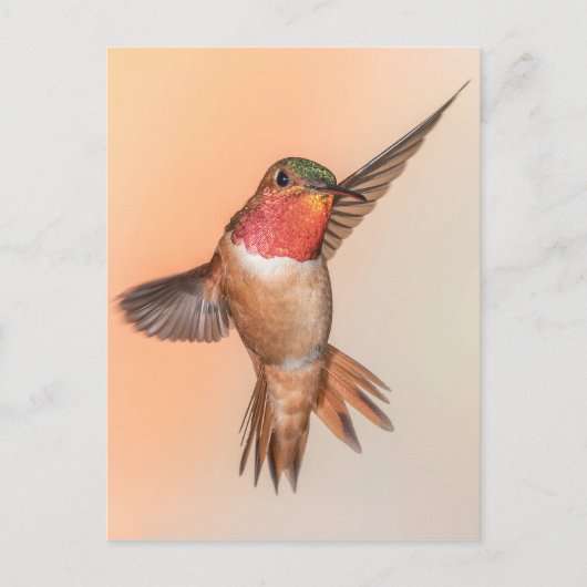 Rufous Hummingbird in einer Atemberaubenden Pose Postkarte (Vorderseite)